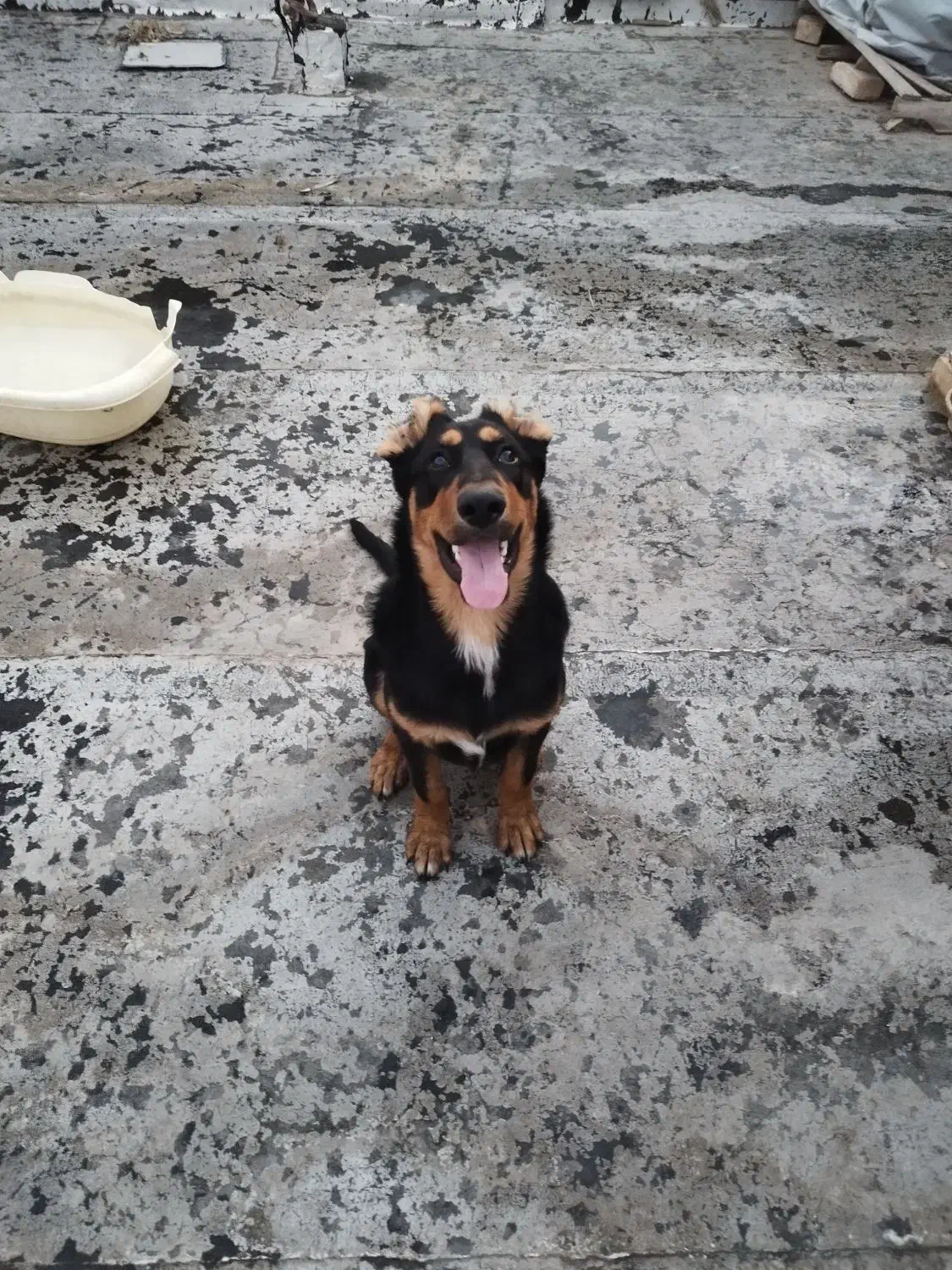 دوبرمن نر ۹ماهه|سگ|قم, کاسه گران|دیوار