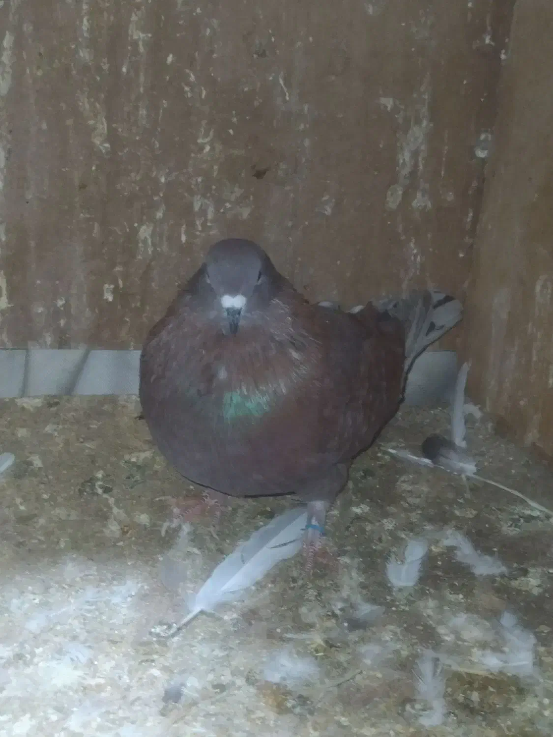 کبوتر قرمز پرشی از نسل گرگی|پرنده|قائمشهر, |دیوار