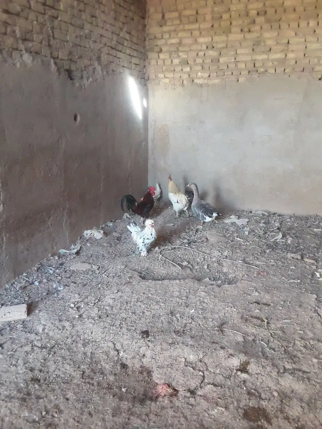 تعدادی خروس و اردک و غاز|حیوانات مزرعه|جوادآباد, |دیوار