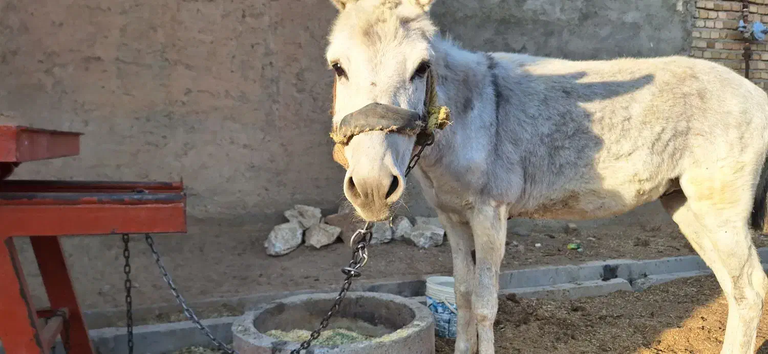 الاغ نرجوان|حیوانات مزرعه|بروجرد, |دیوار