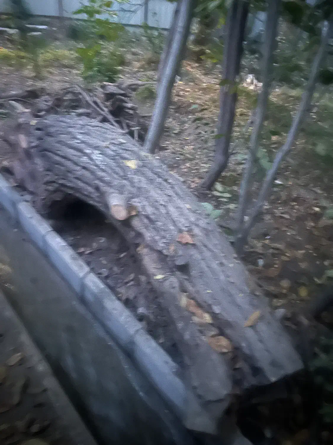 تنه درخت گردو‌و‌چوب گردو|عمده‌فروشی|دماوند, دماوند|دیوار