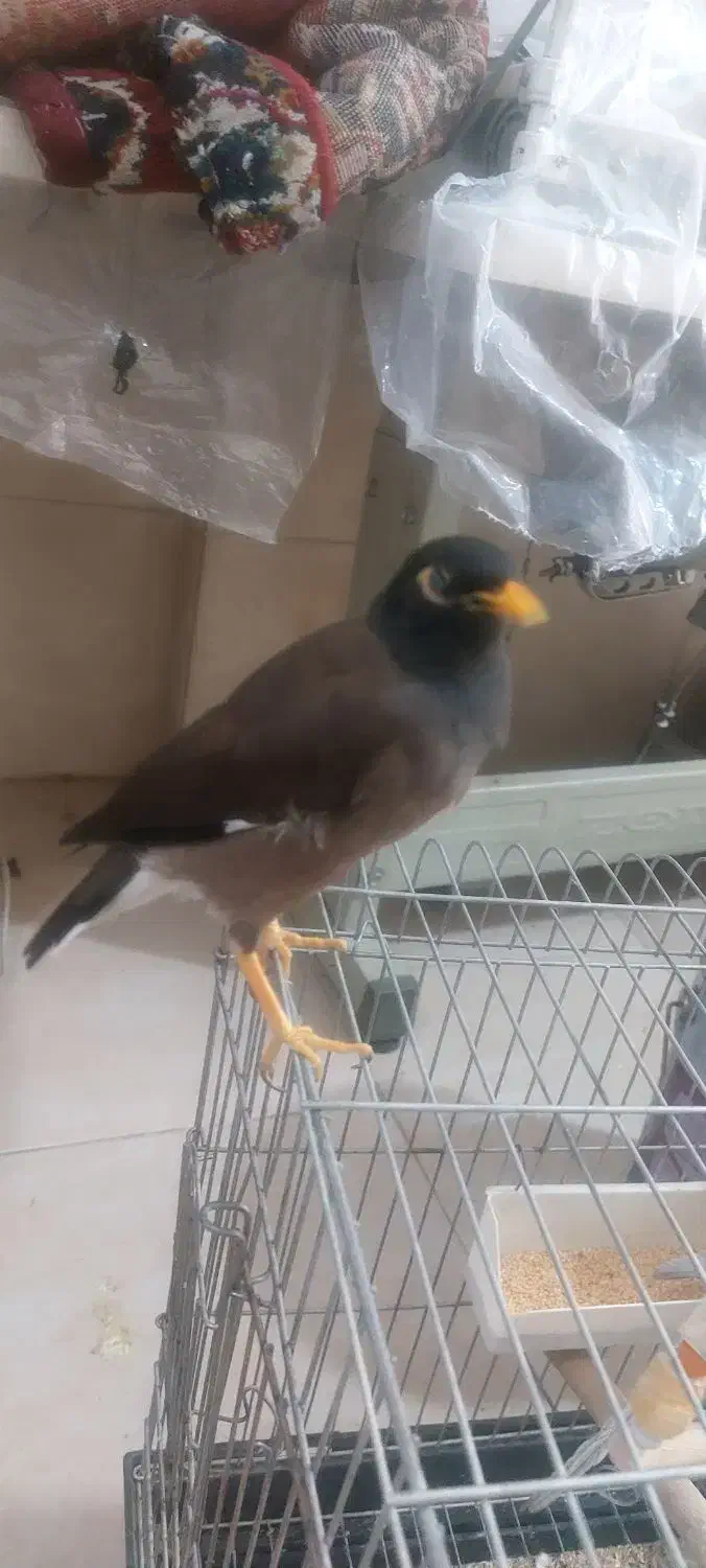 مینا سخگو جوجه امسال هرچی الان حرف بزنی یادمیگره|پرنده|بهارستان, |دیوار