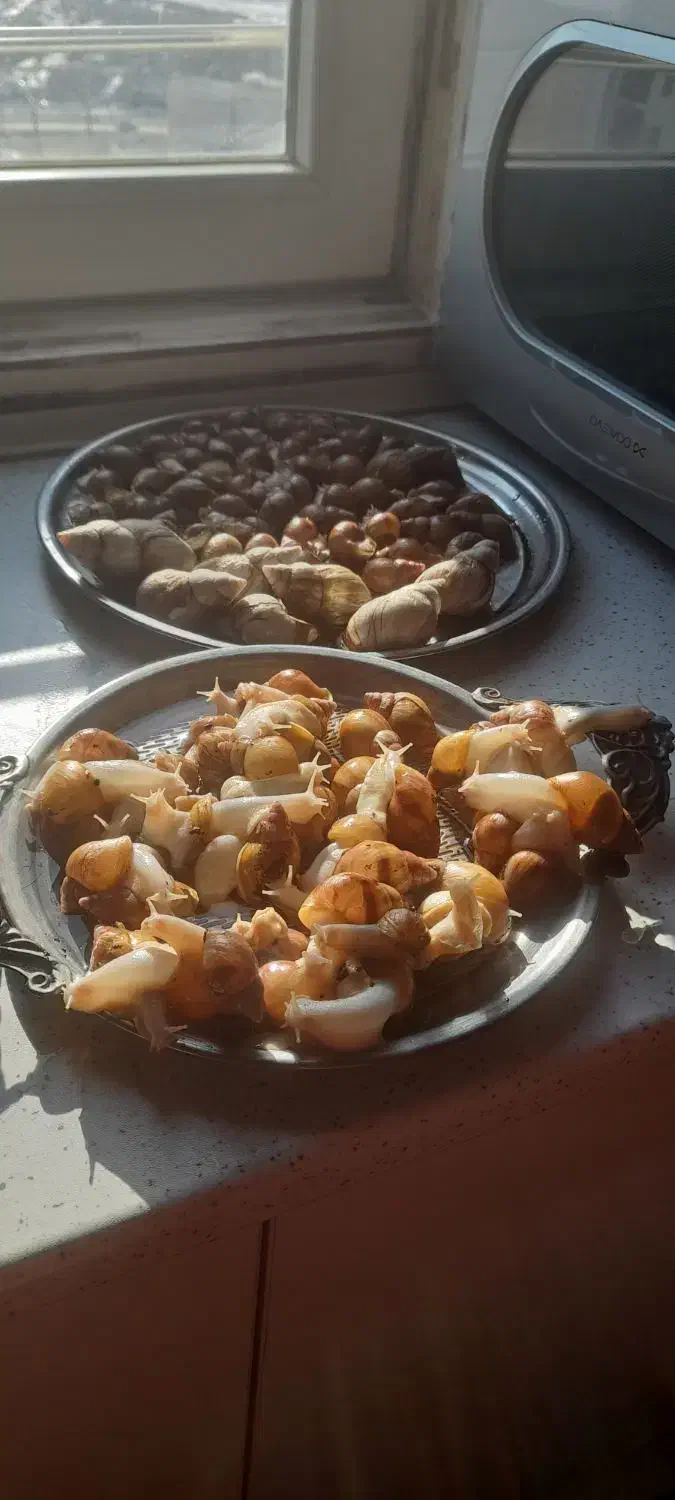 فروش حلزون|خزنده|پردیس, فاز ۱۱|دیوار