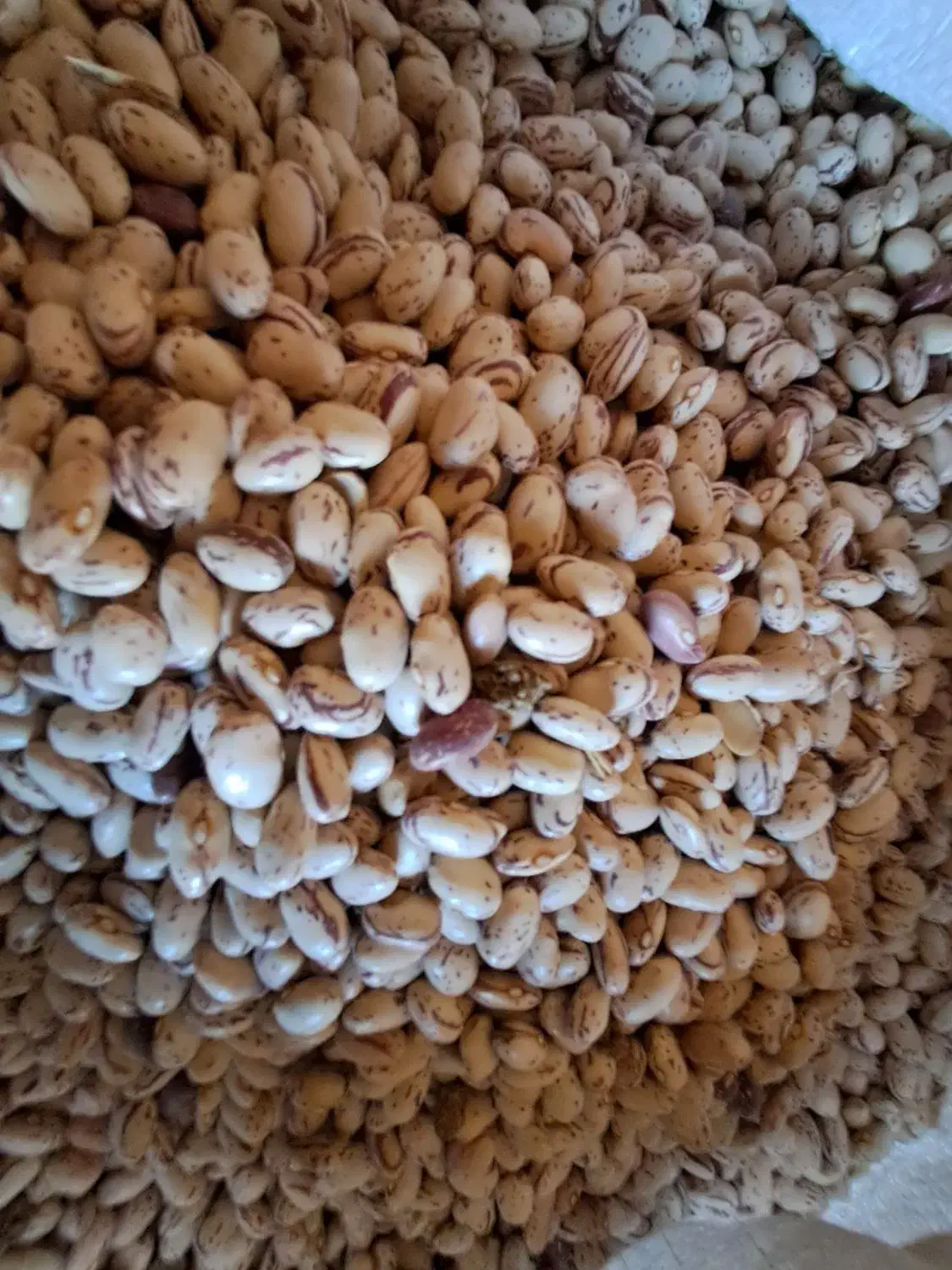 لوبیا چیتی|خوردنی و آشامیدنی|سپیدار, |دیوار