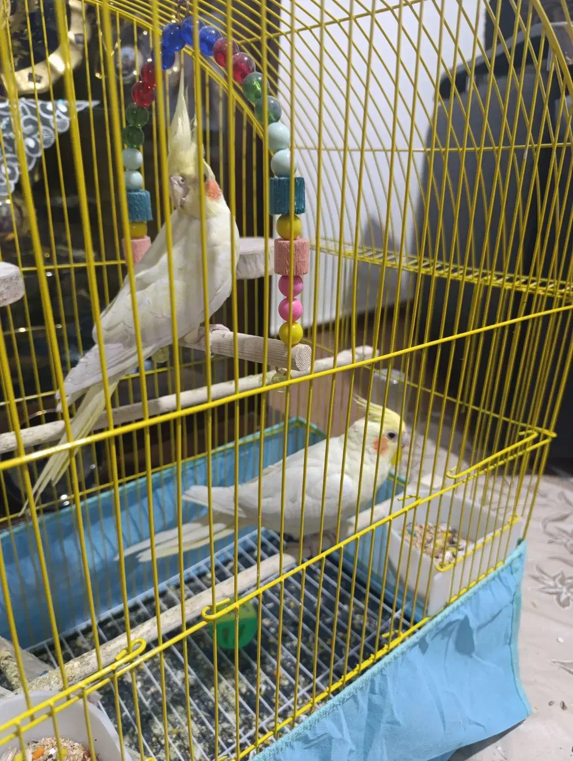 عروس هلندی اهلی|پرنده|سلماس, |دیوار