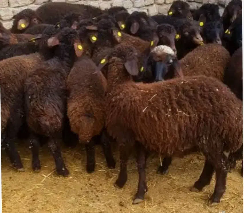 بره ماده همو و هترو|حیوانات مزرعه|ایواوغلی, |دیوار