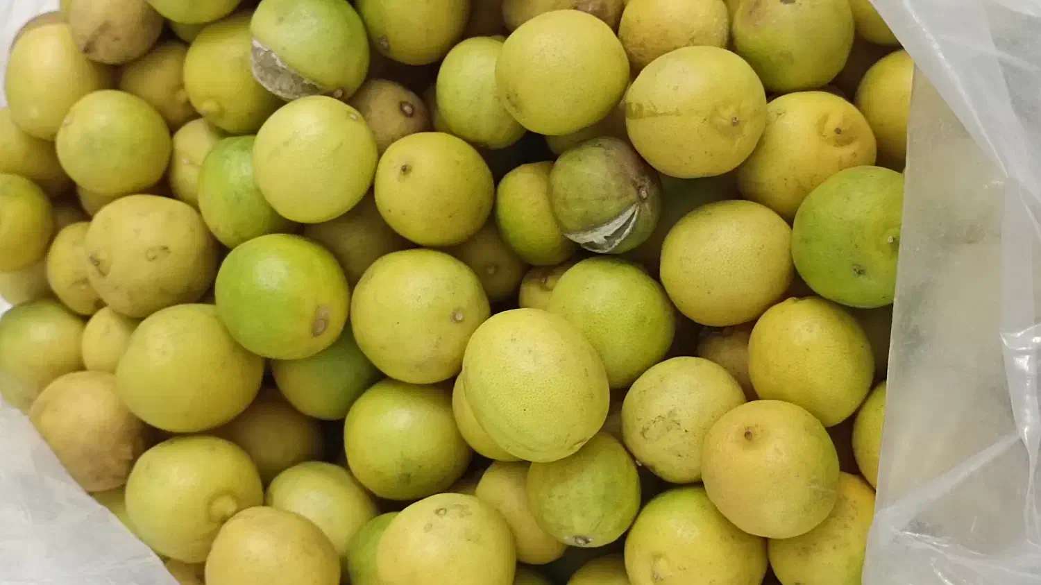 لیمو|خوردنی و آشامیدنی|یاسوج, |دیوار