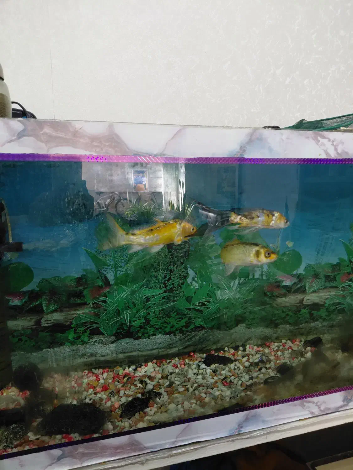 فروش آکواریوم با پایه فروزه وسائل کامل|ماهی|اصفهان, جلفا|دیوار