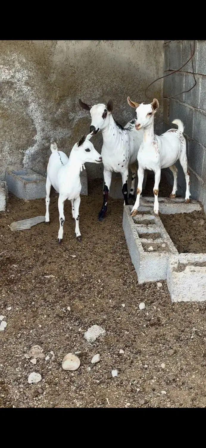 خال خالی|حیوانات مزرعه|بهمن, |دیوار