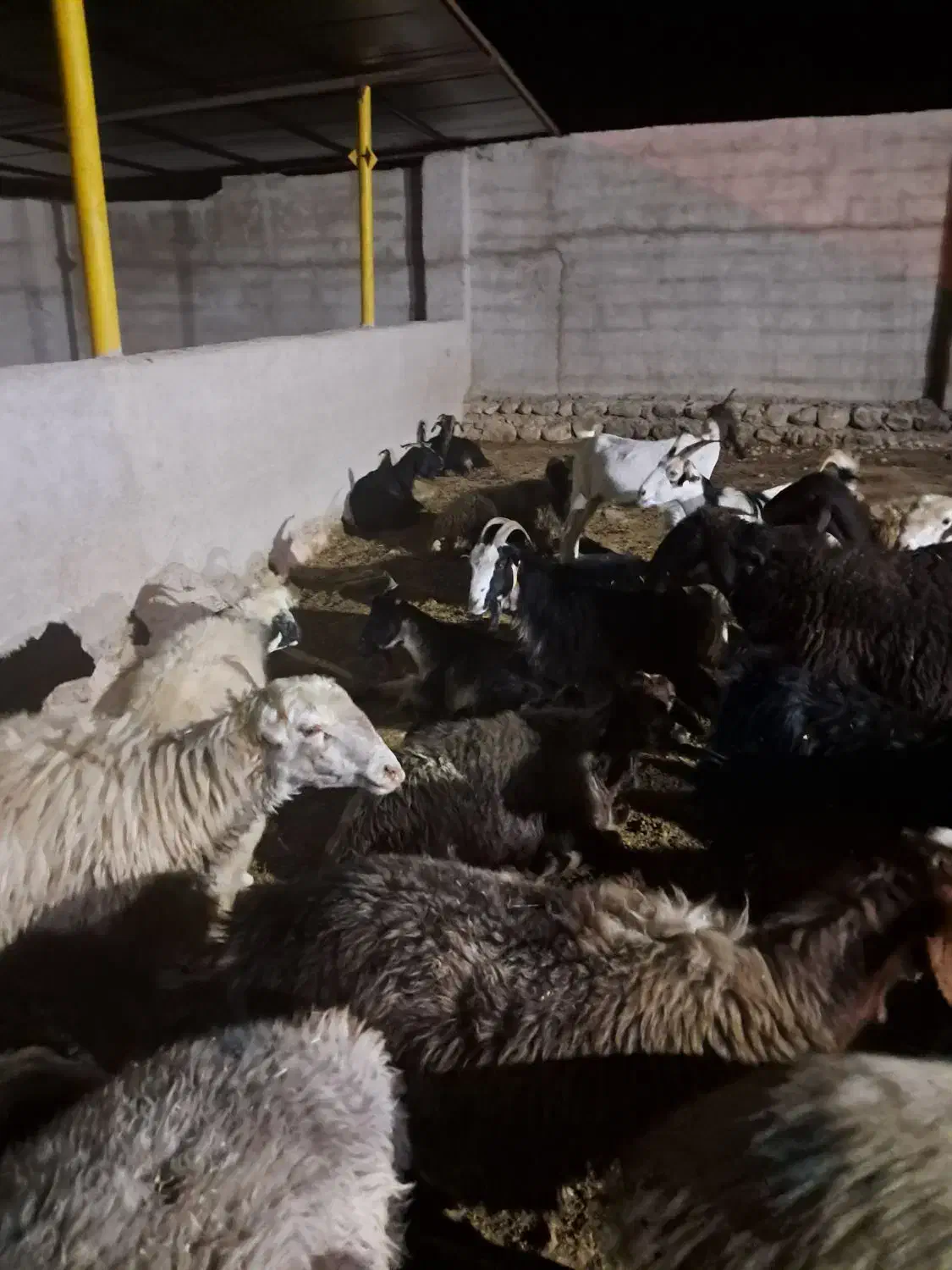 ۶راس شیشک آبستن جوان داشتی فقط جفتی ۳۵تومن|حیوانات مزرعه|دوگنبدان, |دیوار