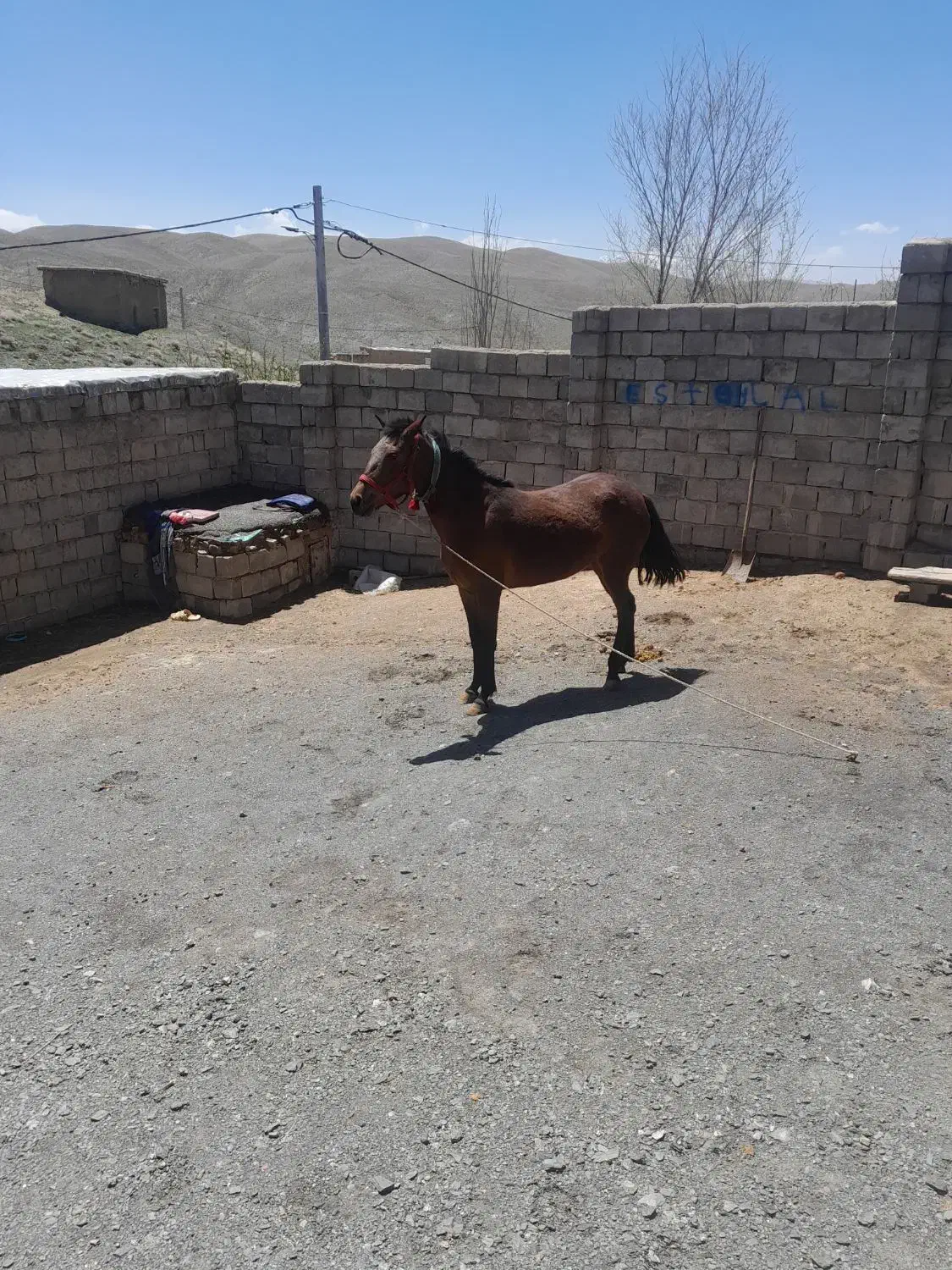 اسب مادیون آرام خوش را|اسب و تجهیزات اسبسواری|کرچمبو, |دیوار