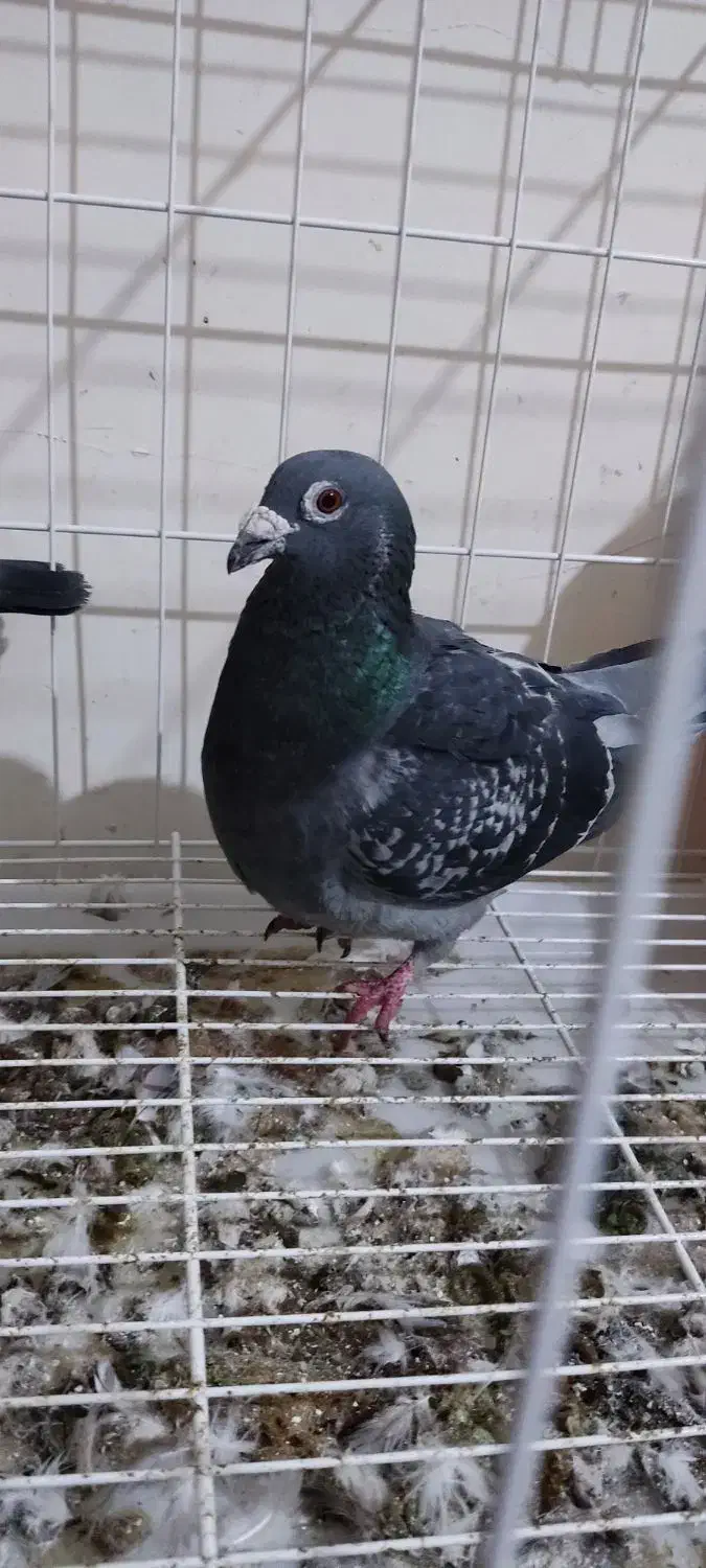 مسافتی|پرنده|مسجد سلیمان, |دیوار