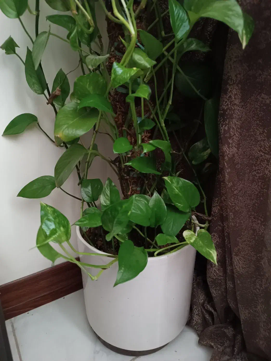 پتوس بلند|گل و گیاه طبیعی|بروجرد, |دیوار