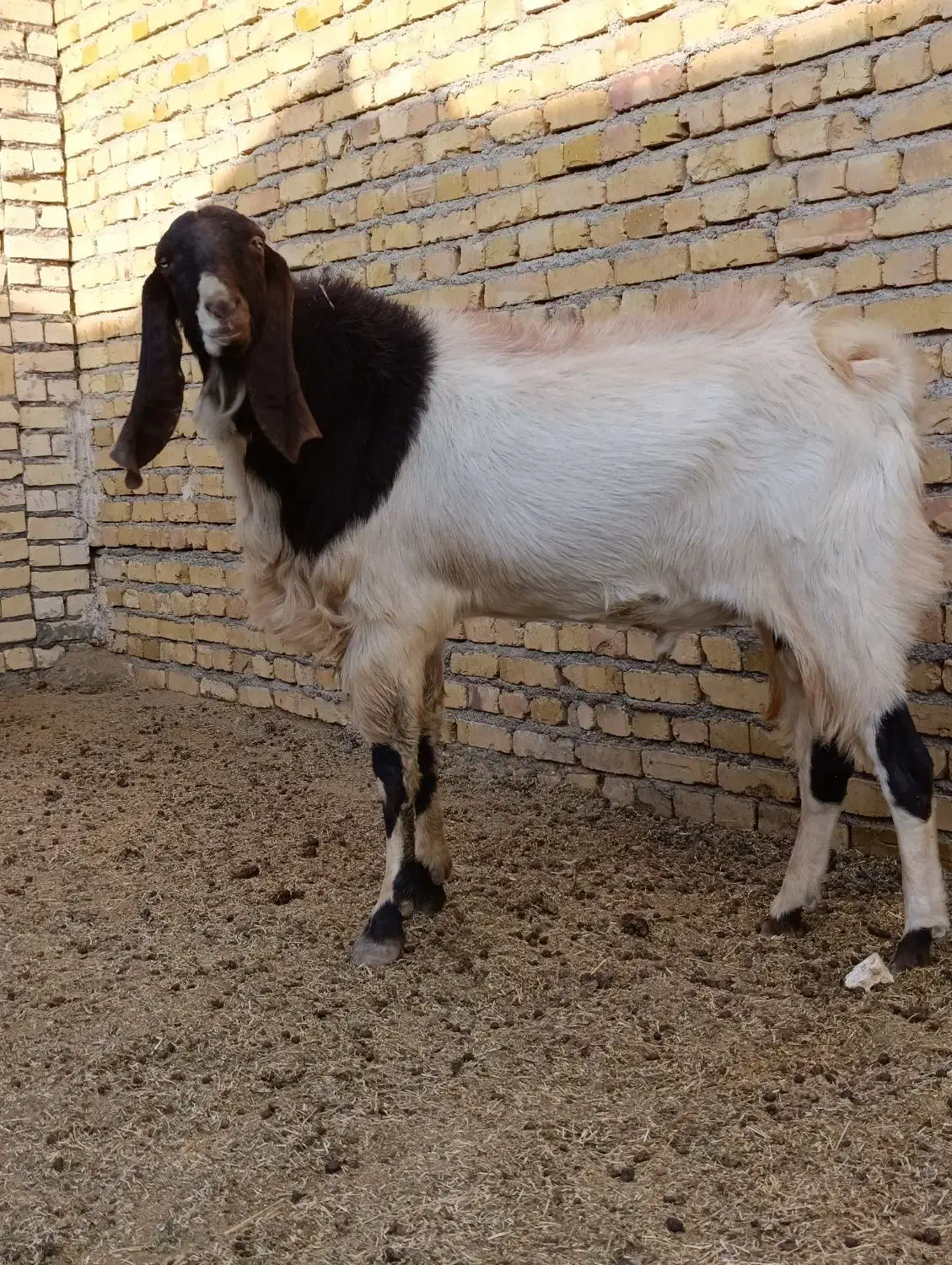 نربز پاکستانی  1/5 ساله|حیوانات مزرعه|قلندر آباد, |دیوار