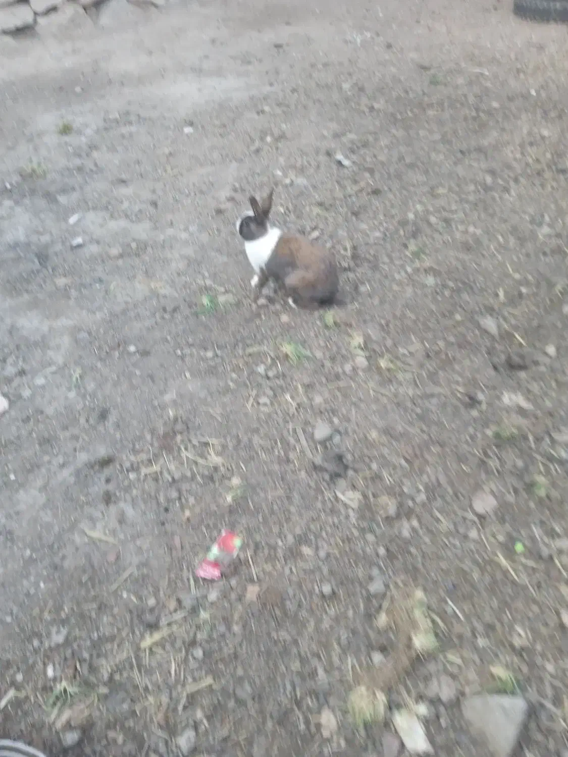 حیوان|موش و خرگوش|نوده انقلاب, |دیوار