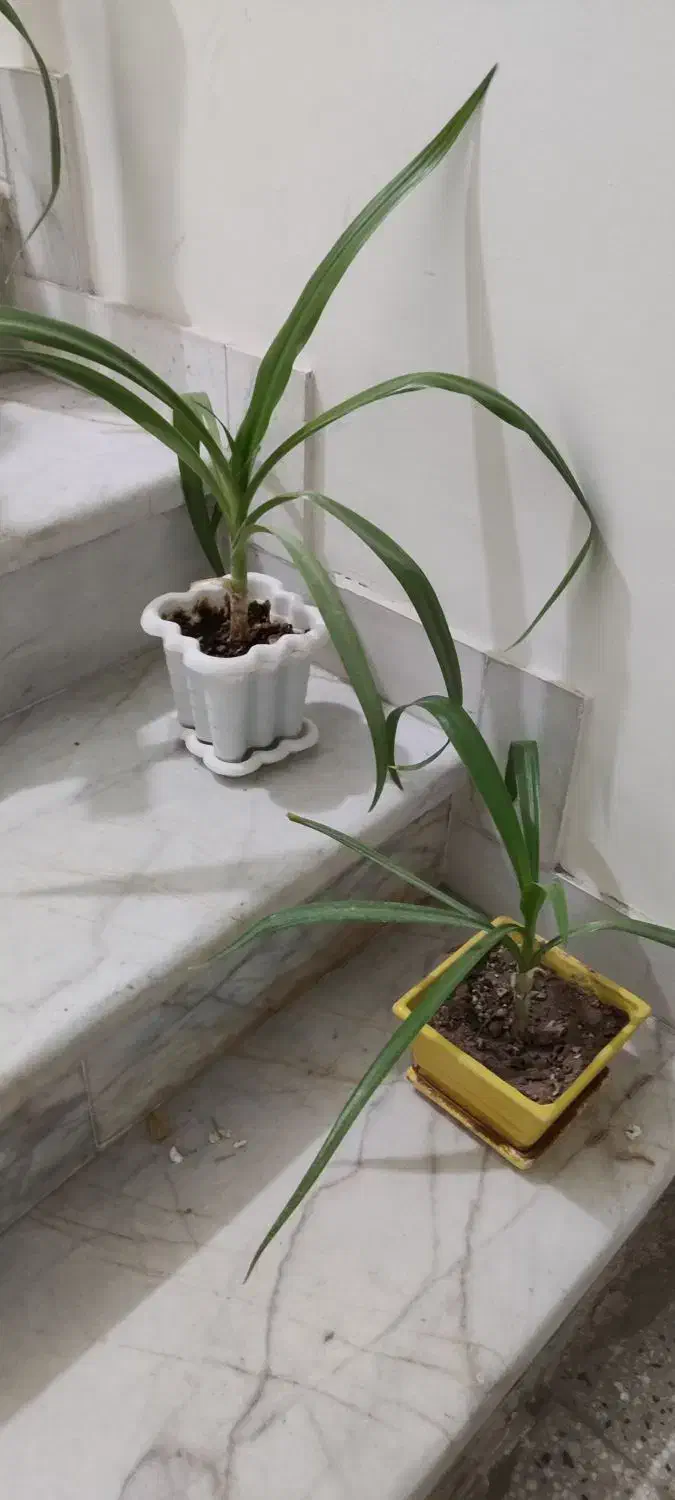 گل سوسن|گل و گیاه طبیعی|یزد, |دیوار