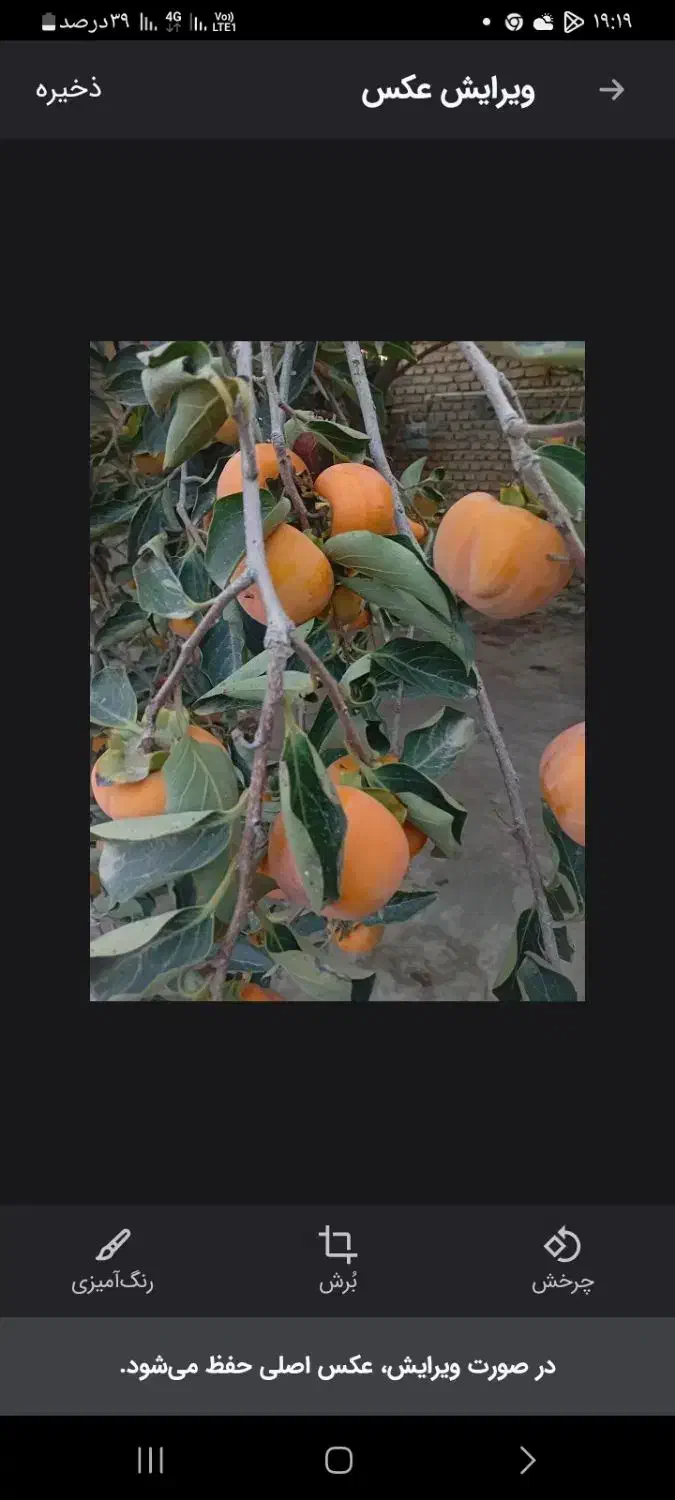 خرمالو. ارگانیک|عمدهفروشی|گرگان, |دیوار