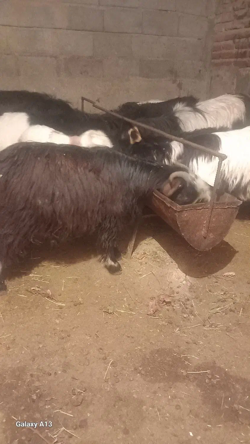 ۹راس|حراج|ملکان, |دیوار