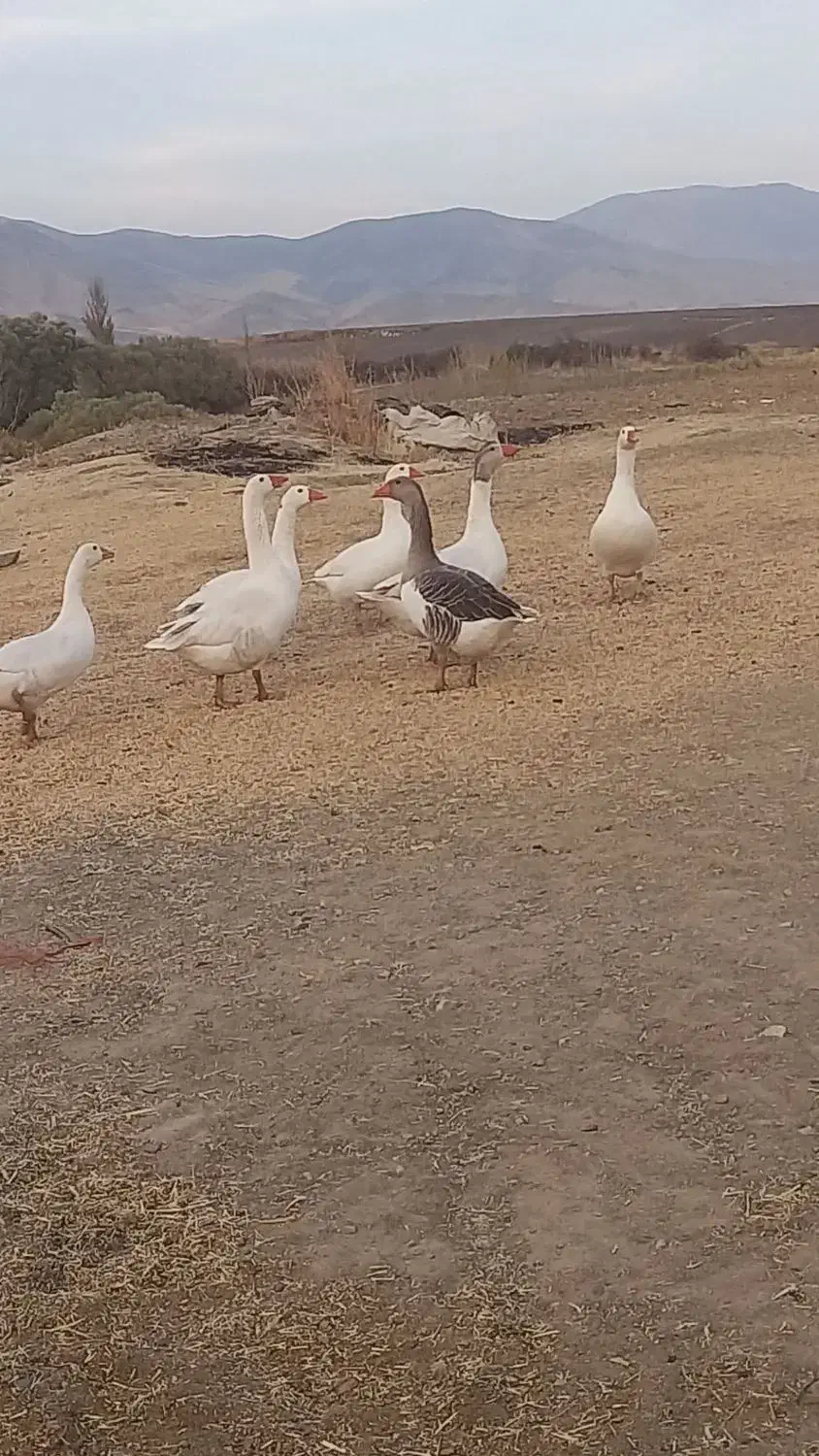 غاز بیلوار|حیوانات مزرعه|بیلوار, |دیوار