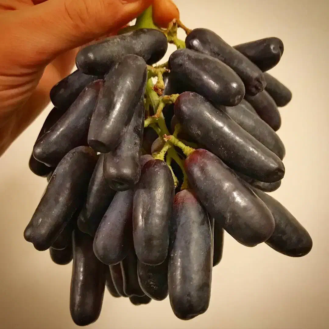 نهال انگور (موندرآپ)|خدمات باغبانی و درختکاری|زنجان, |دیوار