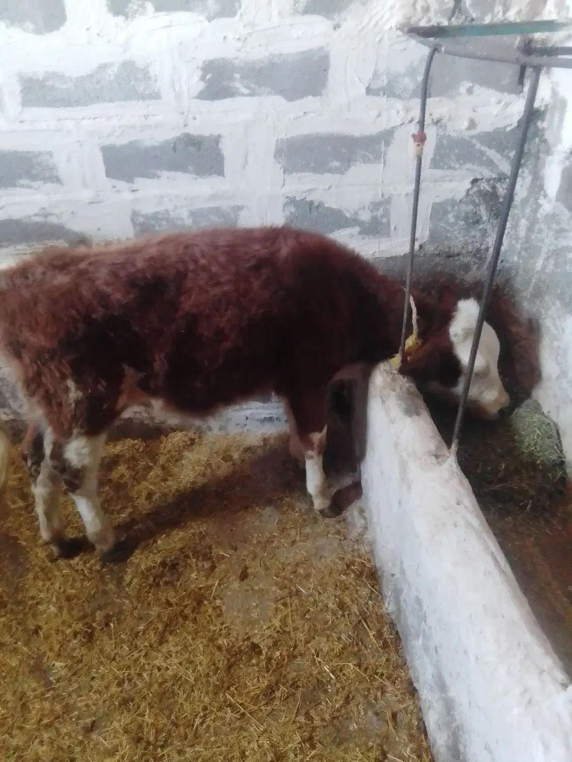 گوساله‌سیمنتال|حیوانات مزرعه|بلبان آباد, |دیوار