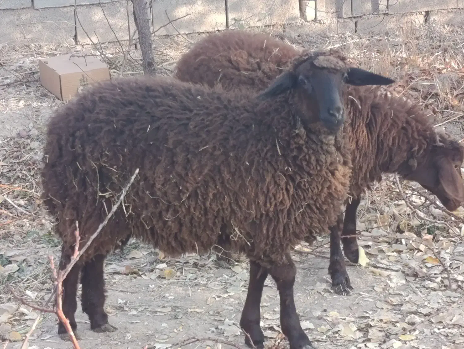 بره فروشی|حیوانات مزرعه|شاهرود, |دیوار