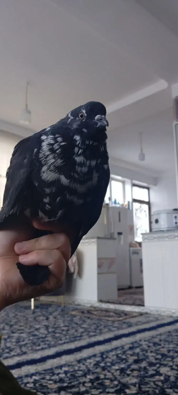 کبوتر خشکل وسالم|حیوانات مزرعه|جوانرود, |دیوار