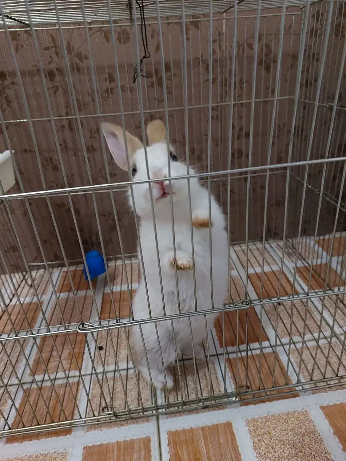 خرگوش مینیاتوری|موش و خرگوش|کرمانشاه, |دیوار