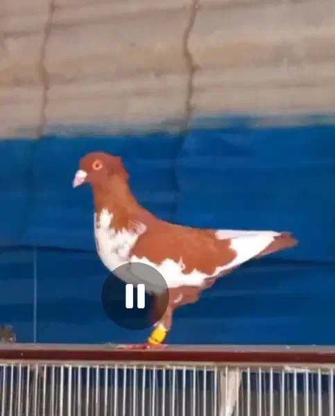 3جنگنده عبلغ سارکاکلی برژیکی|پرنده|مشهد, نوید|دیوار