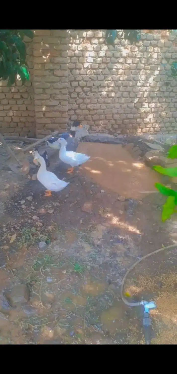 14تااردک محلی بالغ قیمت عالی|حیوانات مزرعه|فاضل آباد, |دیوار