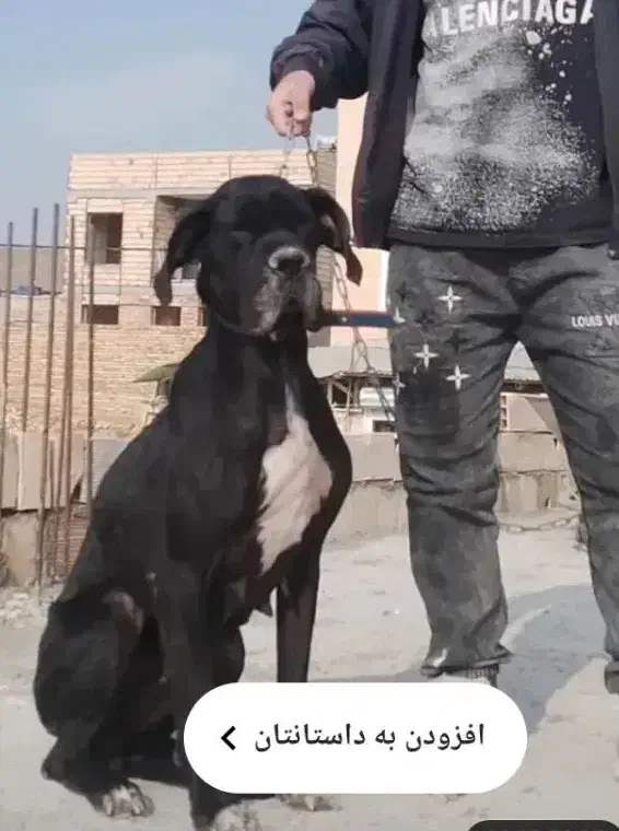 واگذاری سگ گریت دین|سگ|تهران, شهرک انصار|دیوار