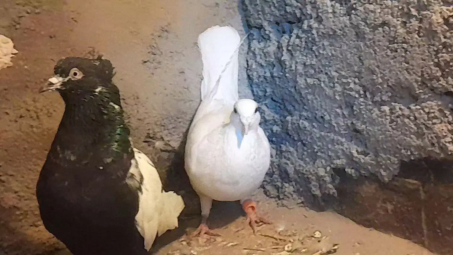 المانی|پرنده|نیشابور, ده حلاج|دیوار