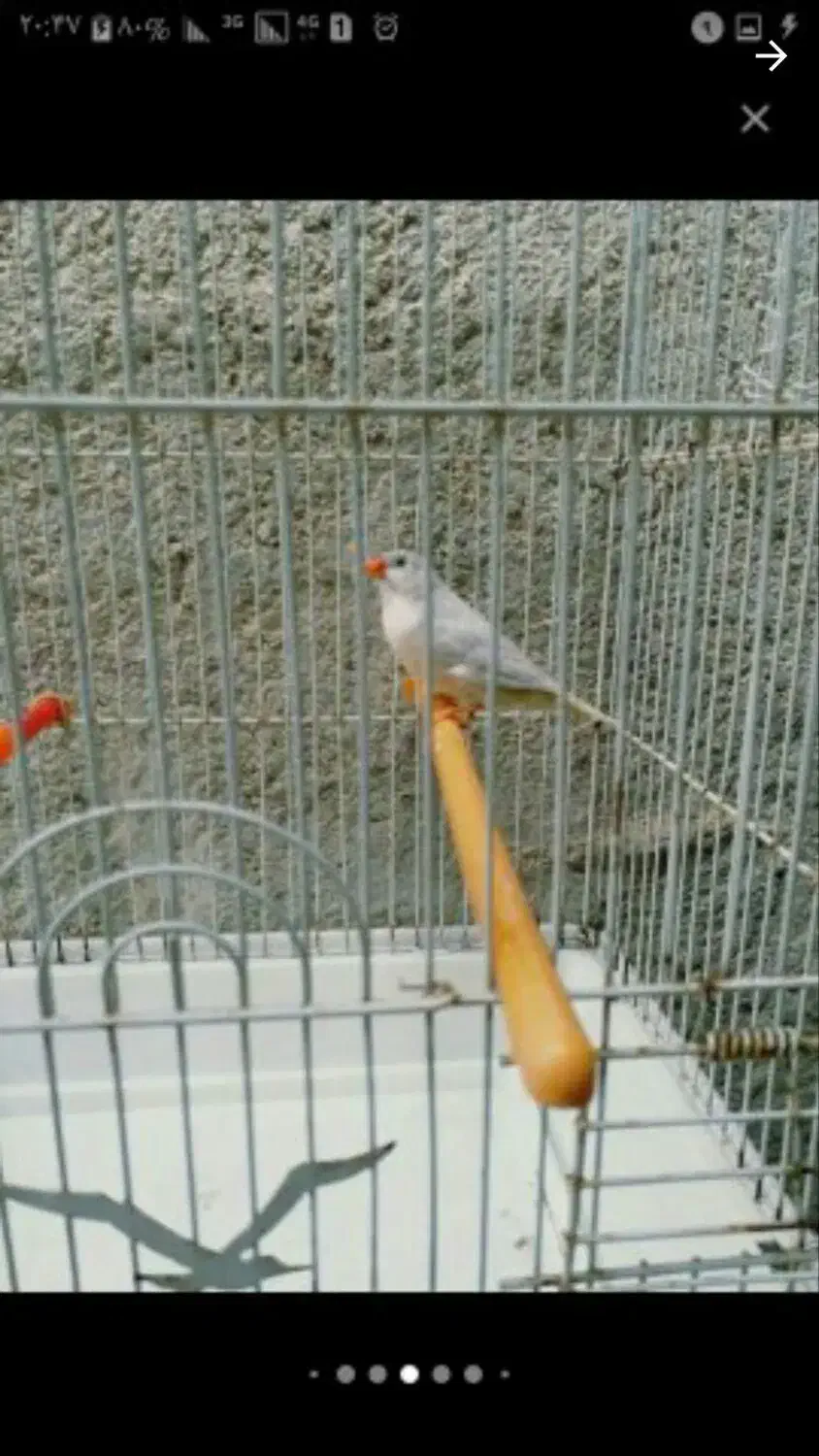 فنچ شرط و تضمین کارداده فنچ ها معمولی نیستن|پرنده|چمران, |دیوار