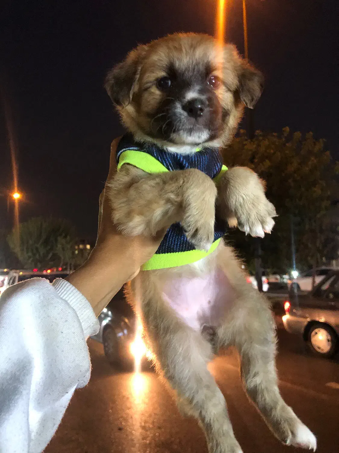 توله سگ شیتزو کراس عروسکی|سگ|تهران, دهکده المپیک|دیوار