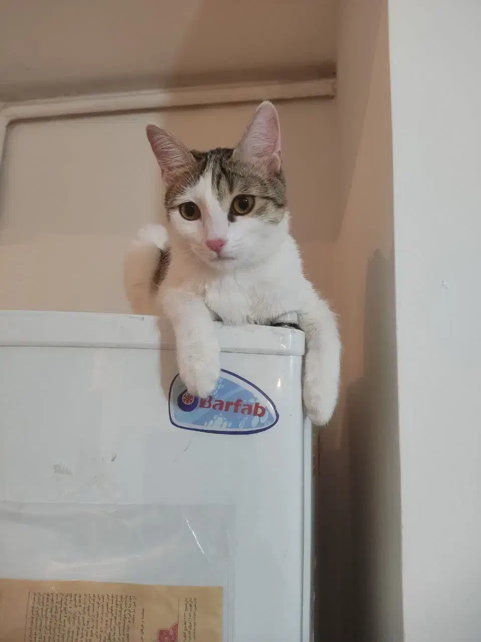 واگذاری گربه آرام وبامزه وحرف گوش کن|گربه|پرند, فاز ۵|دیوار