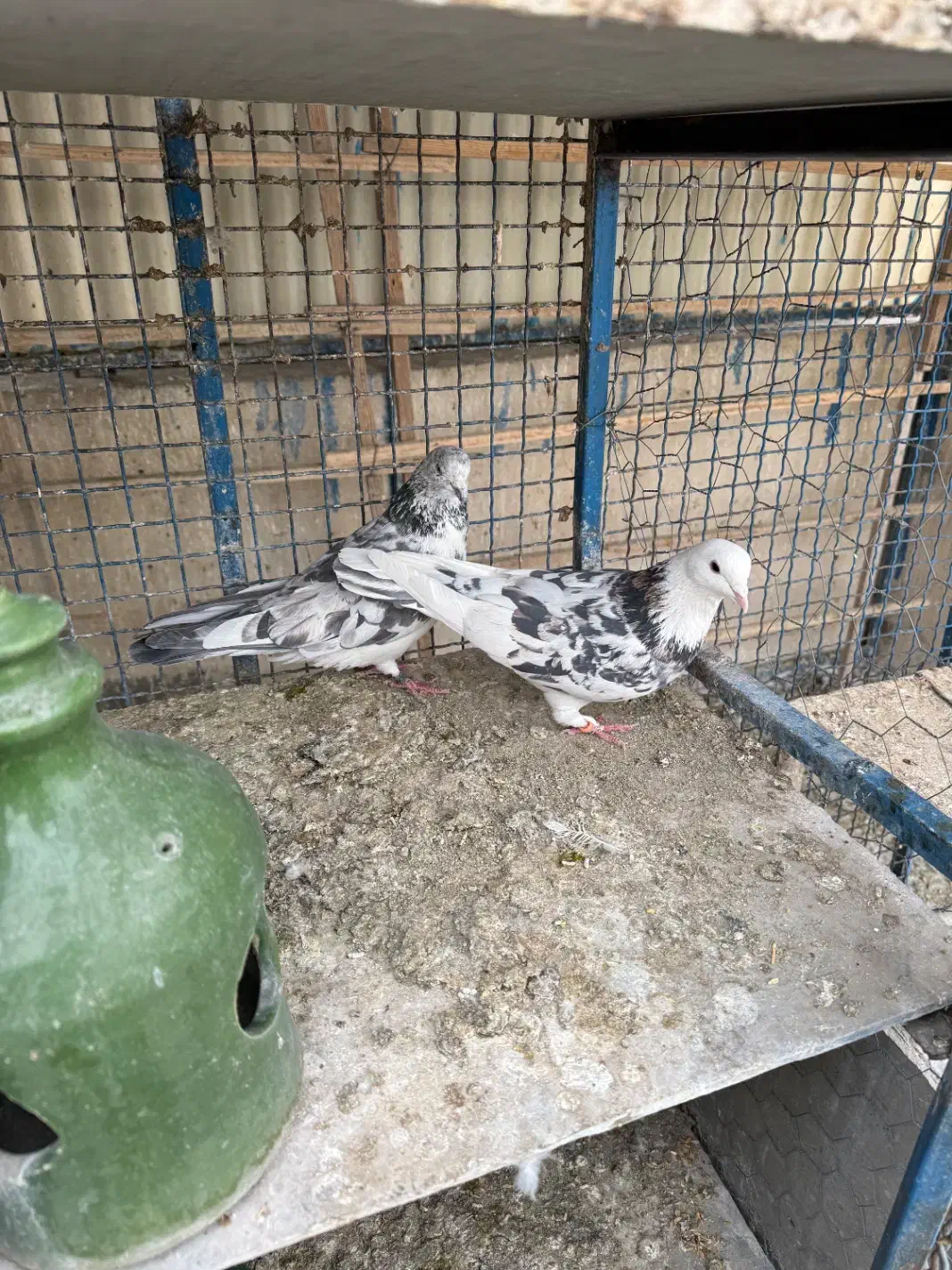 چند جفت کفتر عتیقه|پرنده|تهران, هلال احمر|دیوار