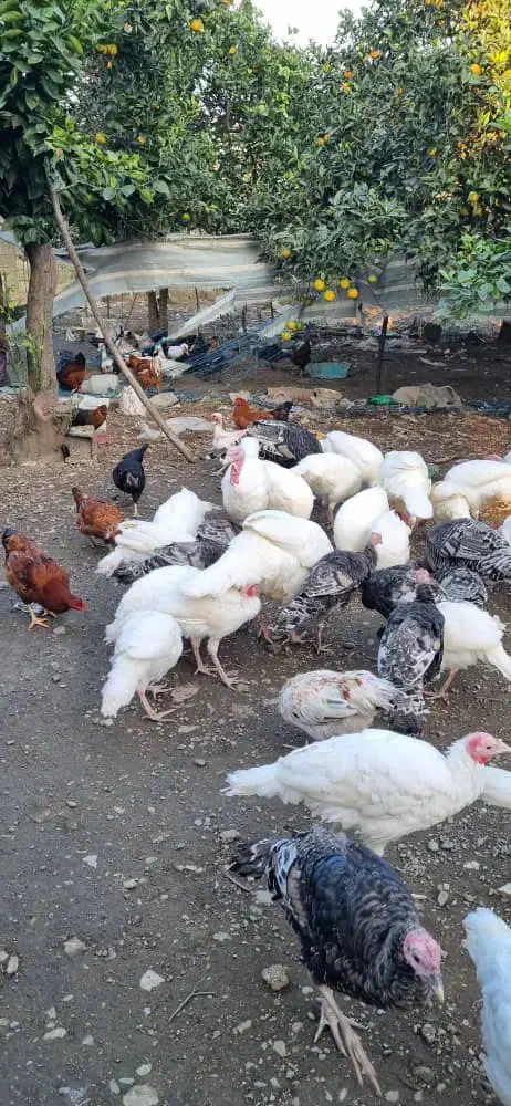 فروش بوقلمون کوچک وبزرگ|حیوانات مزرعه|کلاچای, |دیوار