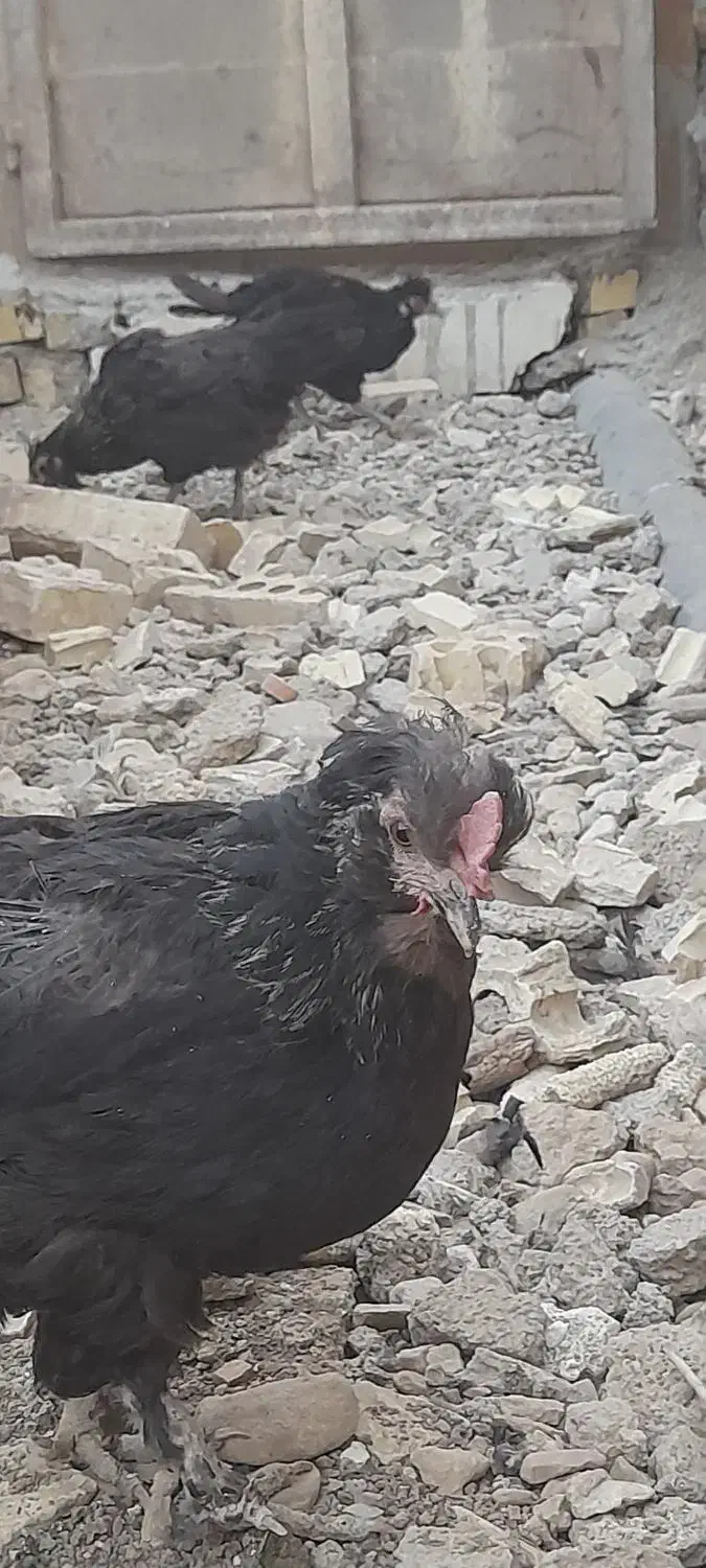 مرغ خروس گلین ریشی چهلتاج|حیوانات مزرعه|لردگان, |دیوار