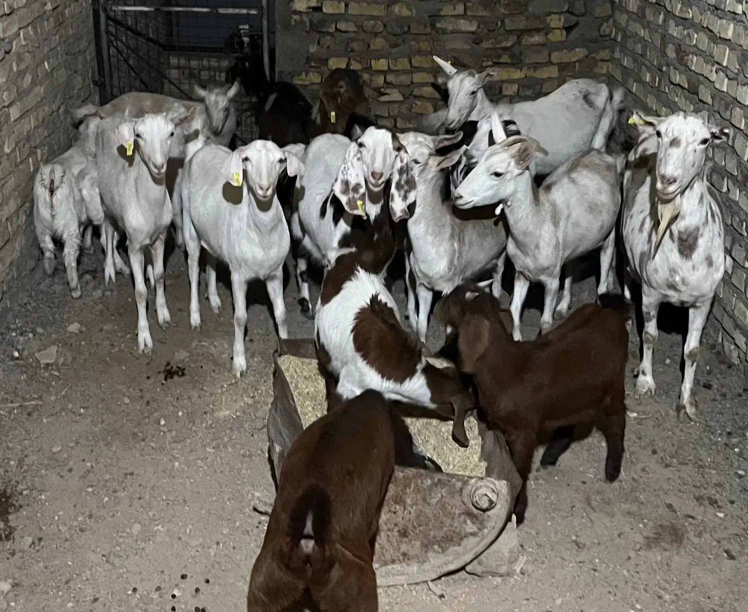 شیر بز همه روزه تازه|حیوانات مزرعه|یزد, |دیوار