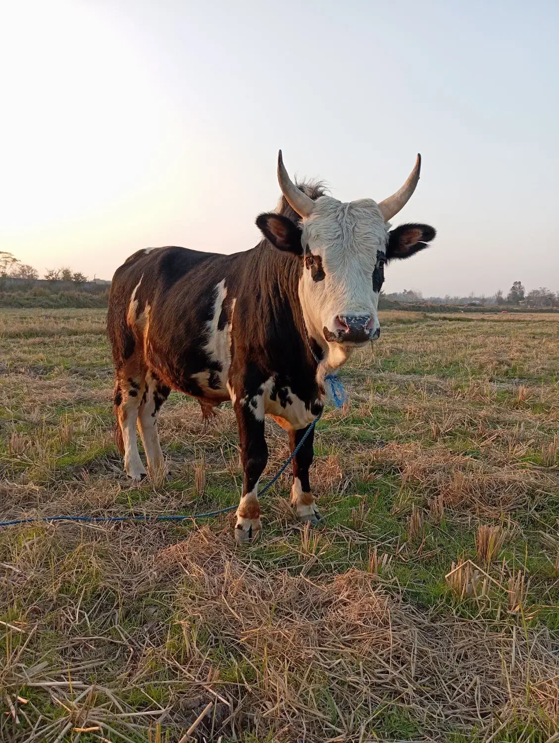 ورزاکوله منده چالوسی عروسک الماس260تایی گاونر|حیوانات مزرعه|رشت, شهرک شهید رجایی|دیوار