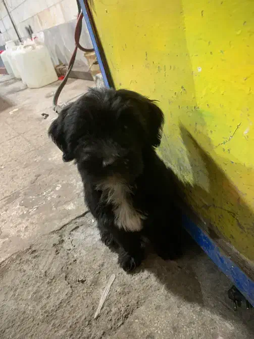 واگذاری سگ پاکوتاه|سگ|اردبیل, |دیوار