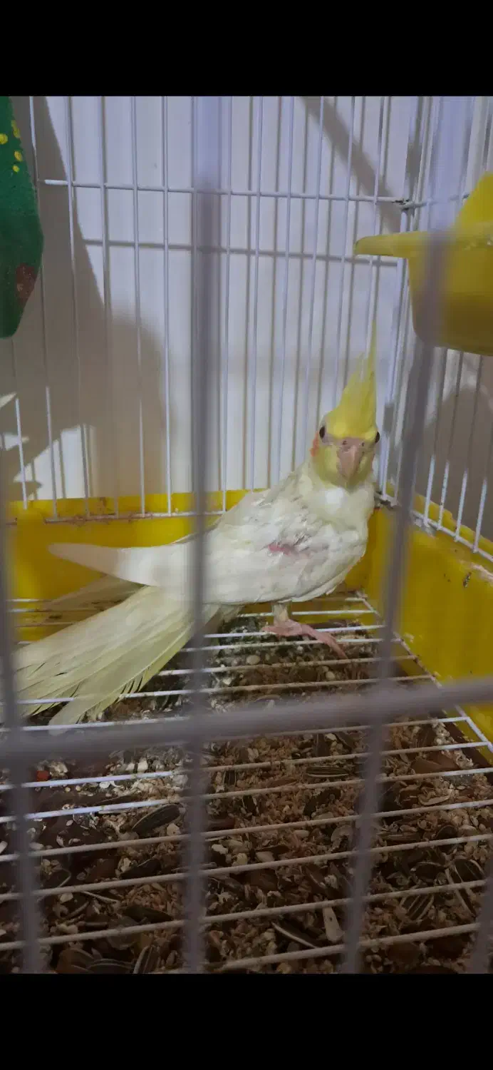 عروس هلندی تازه دون خور|پرنده|کلاچای, |دیوار