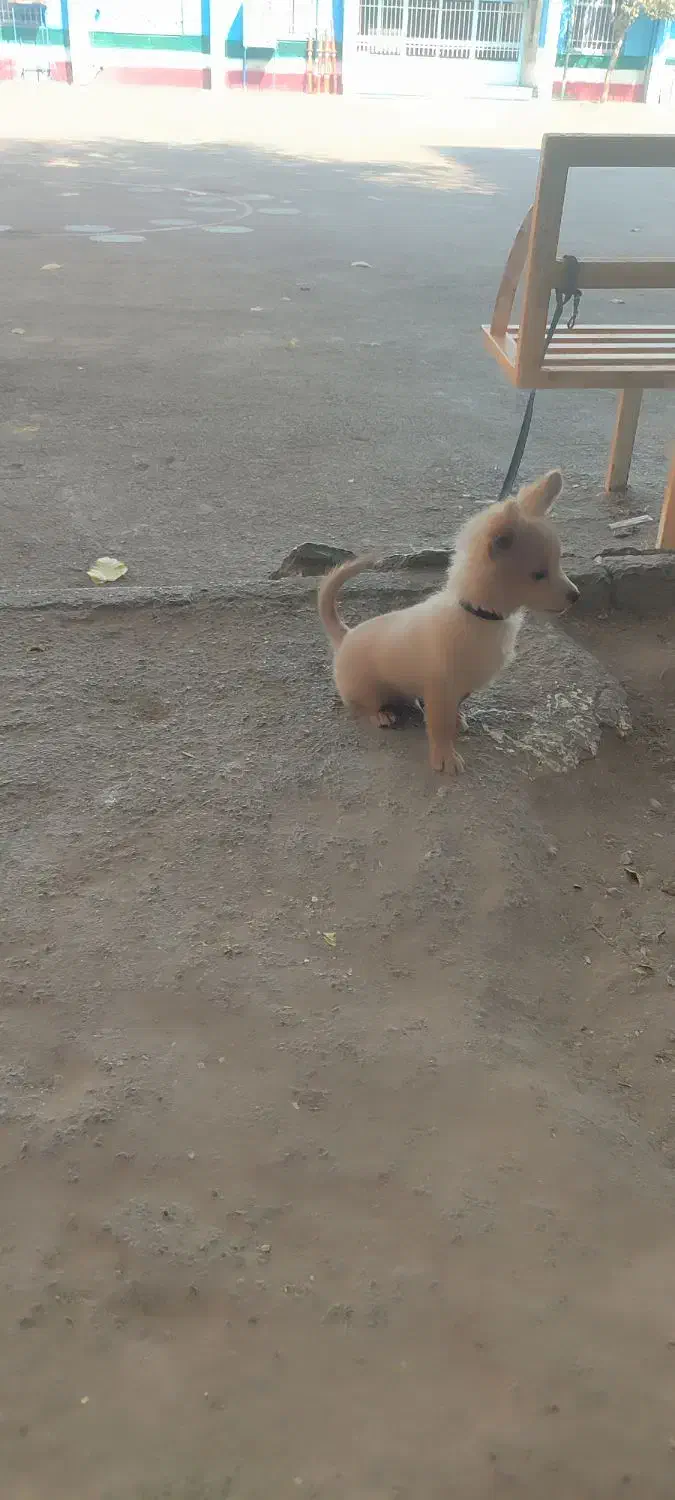 پامر روباهی|سگ|پاکدشت, پاکدشت (مامازند)|دیوار