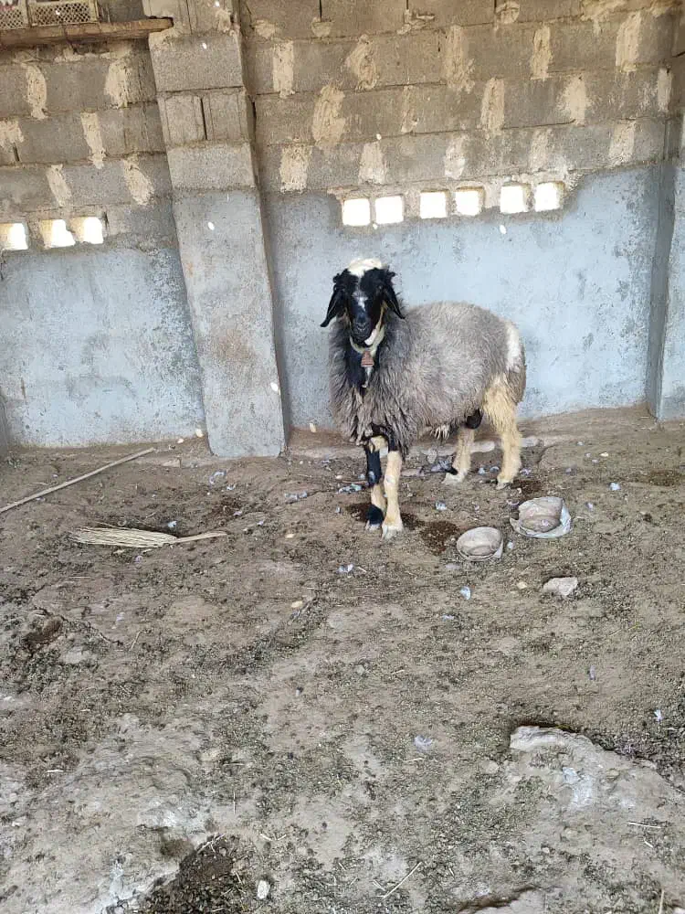 قوچ|حیوانات مزرعه|کاکی, |دیوار