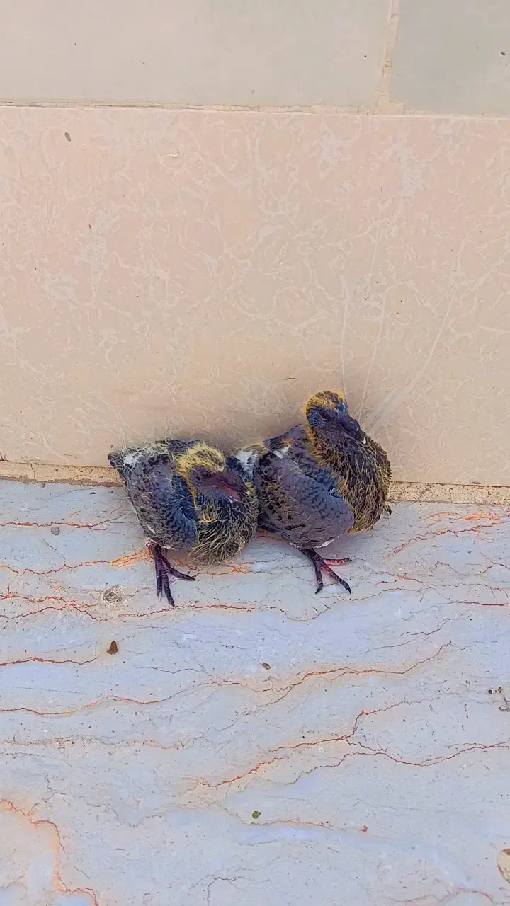 15000000|پرنده|تهران, چیتگر جنوبی|دیوار