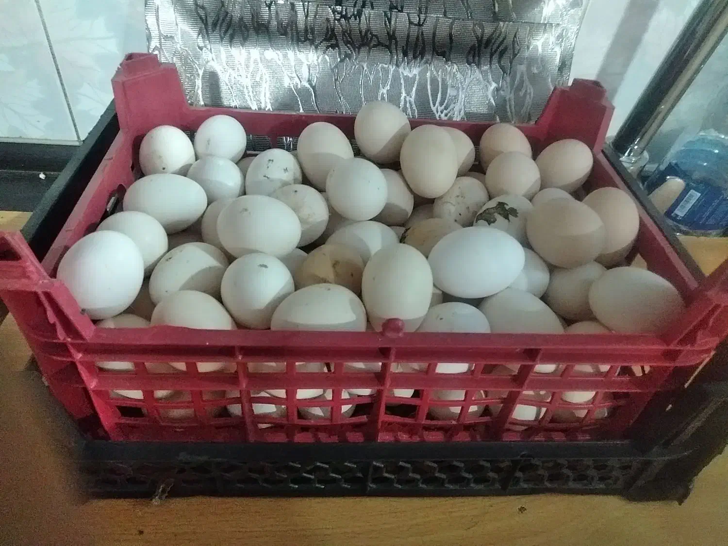 تخم مرغ محلی و خروس|خوردنی و آشامیدنی|اهواز, شهرک برق|دیوار