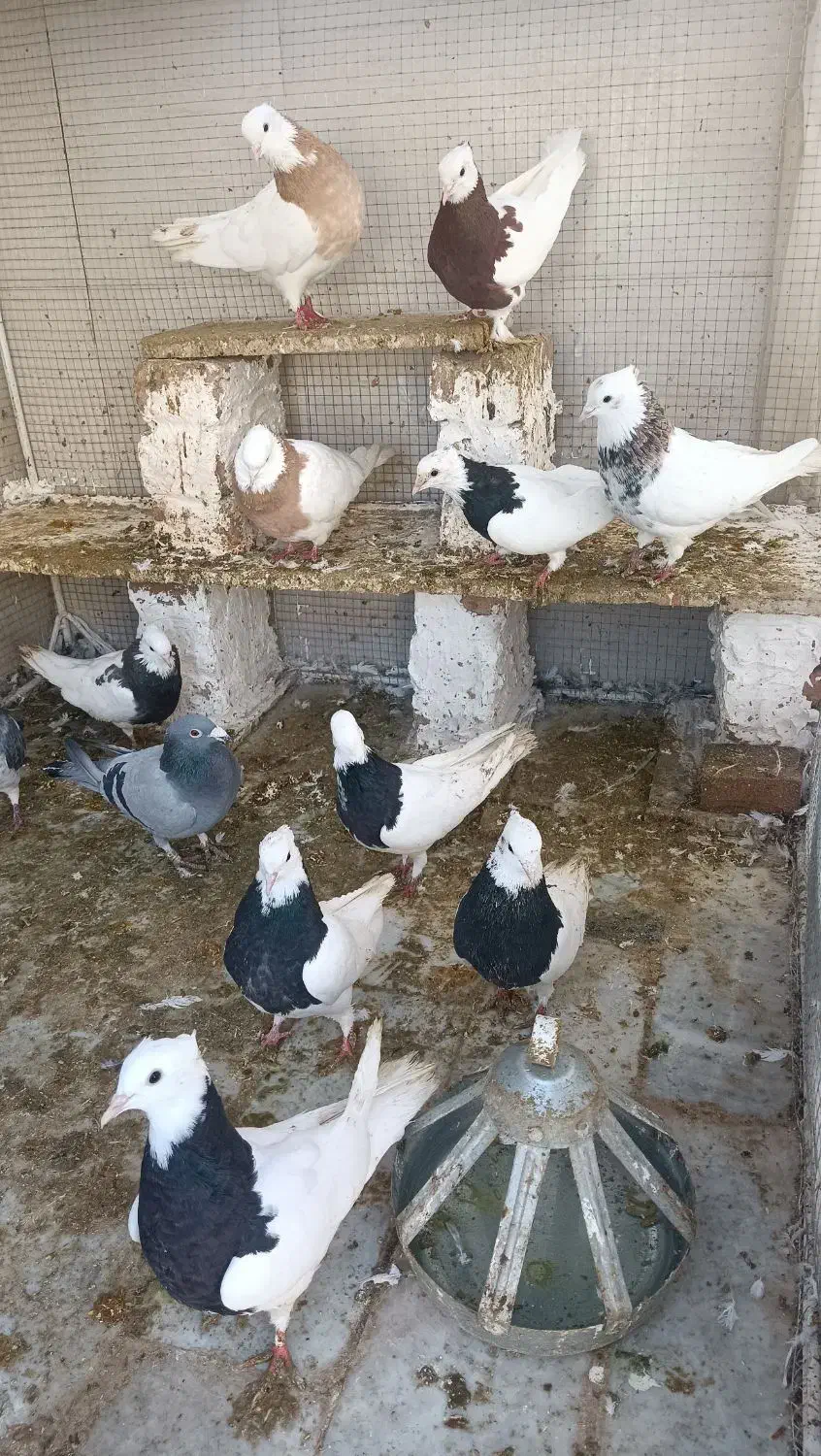 کفتر|پرنده|گناباد, |دیوار