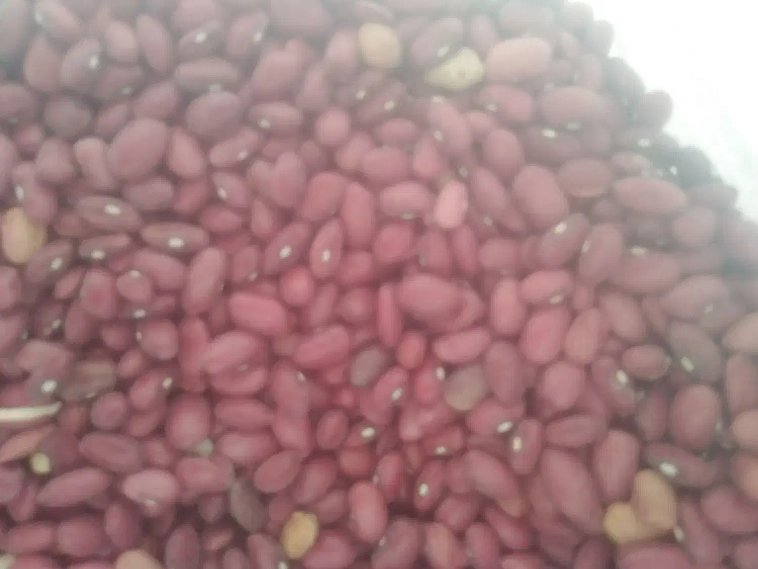 لوبیا قرمز  در دشت ارژن|خوردنی و آشامیدنی|شیراز, سجادیه|دیوار