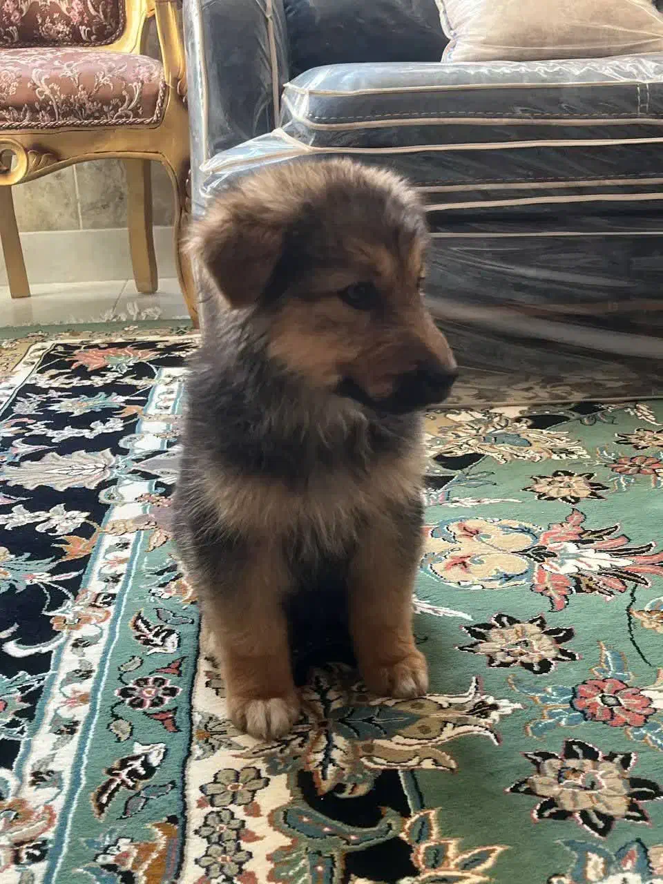 واگذاری|سگ|اصفهان, ارزنان|دیوار