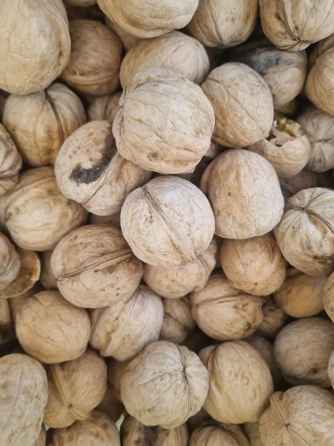 گردو بوانات درجه یک تضمینی|خوردنی و آشامیدنی|شیراز, درکی|دیوار